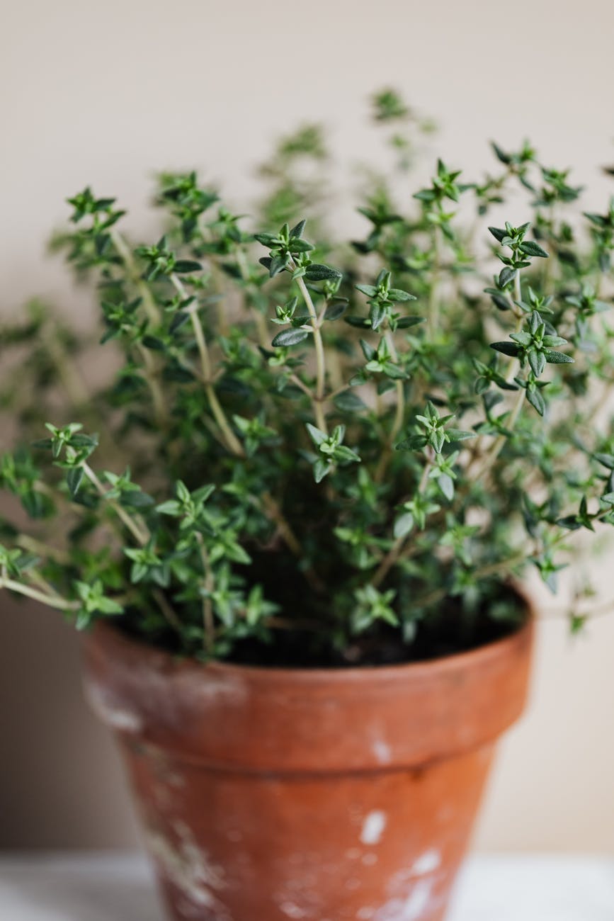 Les huiles essentielles c'est quoi?