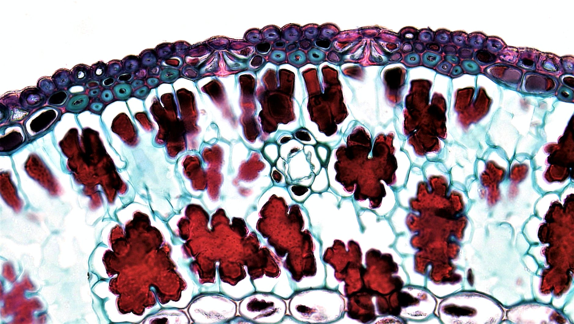 Les mémoires cellulaires, qu'est ce que c'est? Les mémoires cellulaires, qu'est ce que c'est?